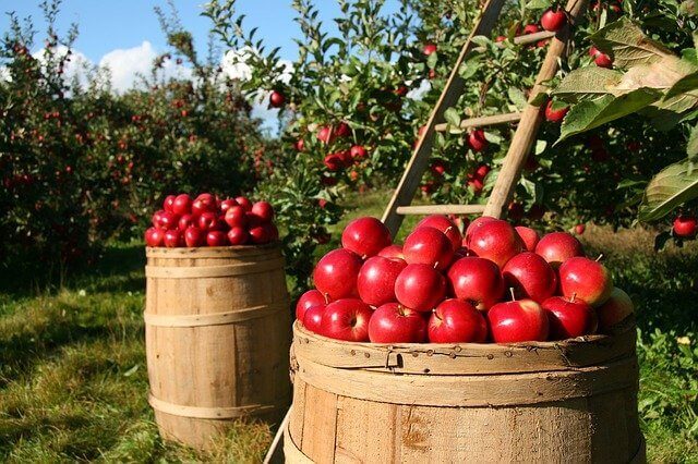 Organic apples