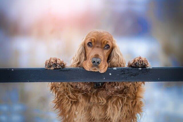 Dog Training