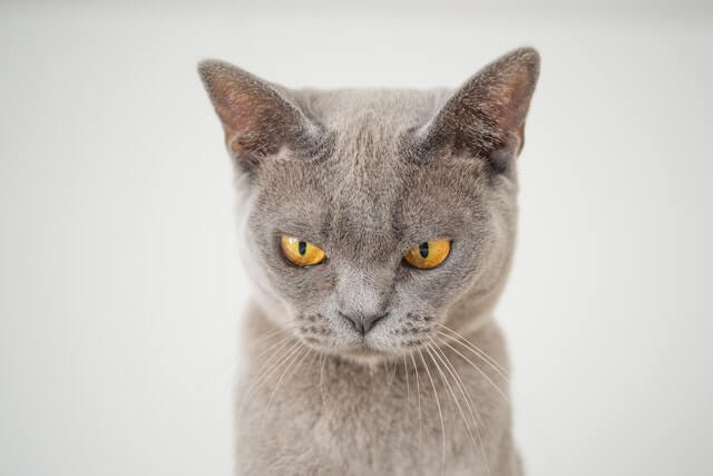 Angry looking cat